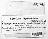Leptosphaeria fuscella image